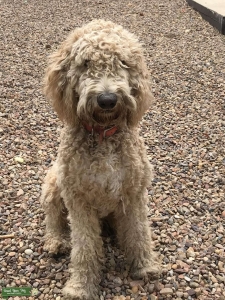 2 Year Old Goldendoodle for Stud Service Listing Image