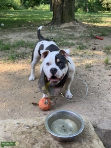 Blu Tri PieBald American Bulldog Listing Image