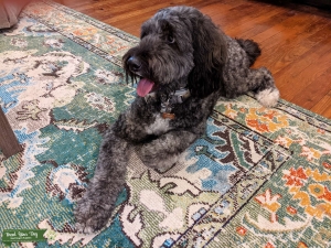 F1B Bernedoodle Female Listing Image