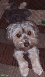 black and silver  Morkie looking to stud for a pick of the liter Listing Image