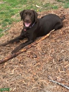 Chocolate Pure Breed Labrador Retriever Stud  Listing Image