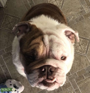 Red and White English Bulldog  Listing Image