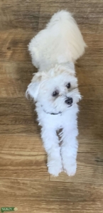 Shih tzu & bichon frise mix Listing Image
