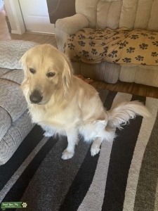 AKC Golden Retriever Listing Image