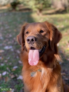 AKC Pure Breed Red Golden Retriever Listing Image