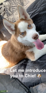 Siberian Husky Stud looking for female  Listing Image