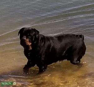 Rottweiler stud CKC registered Listing Image
