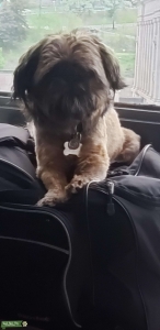 Imperial Shih-tzu for stud Listing Image