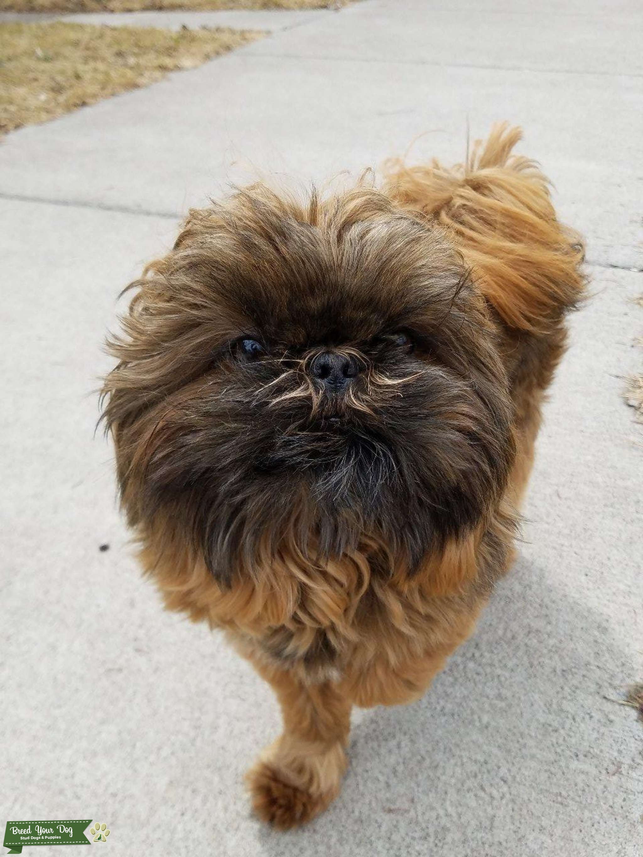 Imperial Shihtzu for stud Stud Dog in MN, the United States Breed