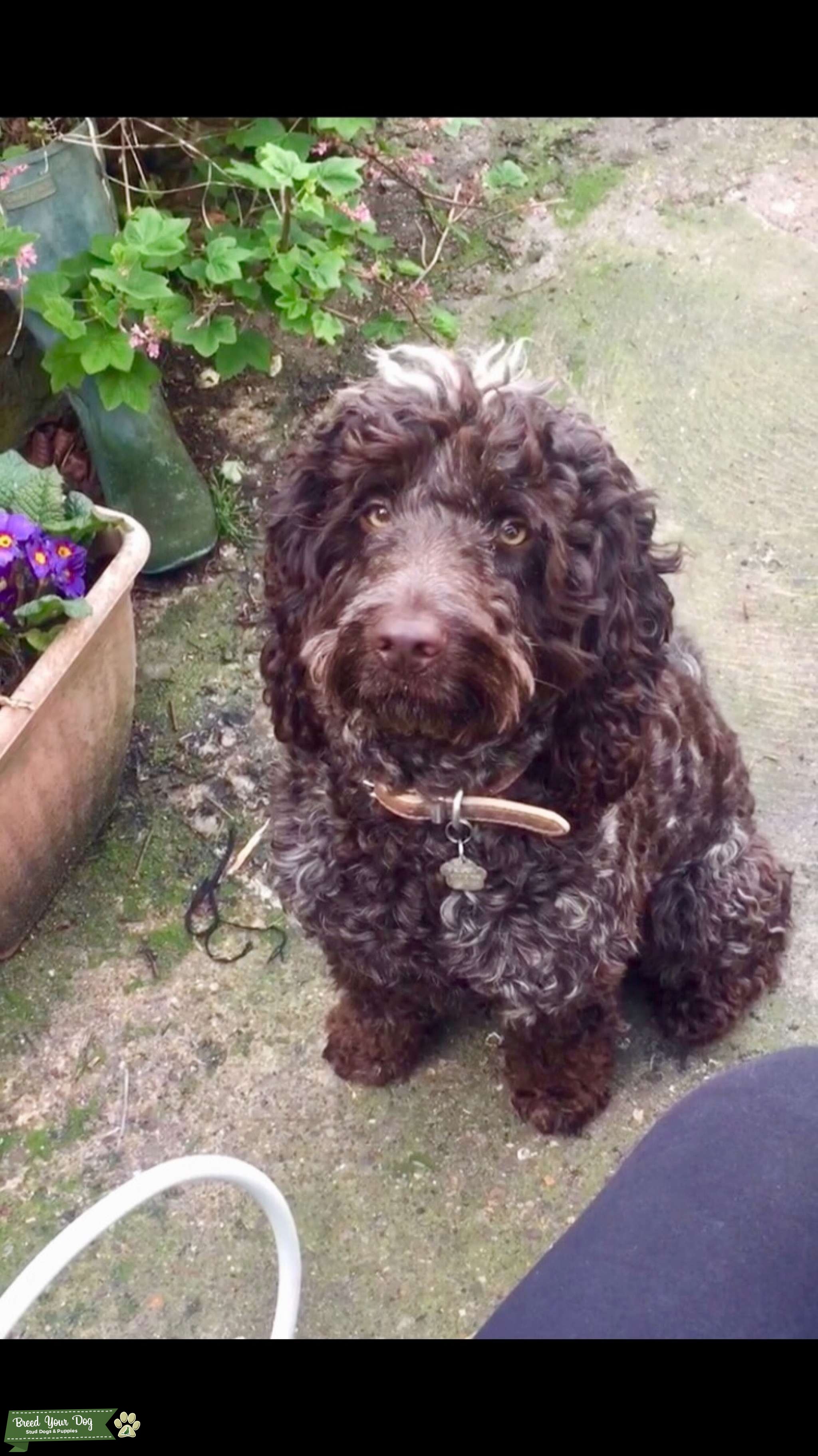 F1 Cockapoo for stud Stud Dog in Lincolnshire , the United States