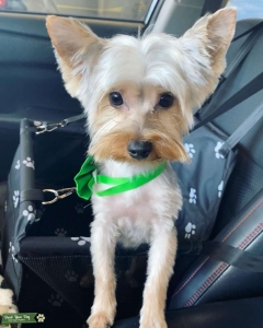 Looking for a Girlfriend  Listing Image