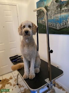 Toby The Goldendoodle Stud Listing Image