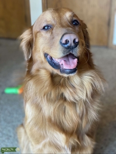 Golden retriever  Listing Image