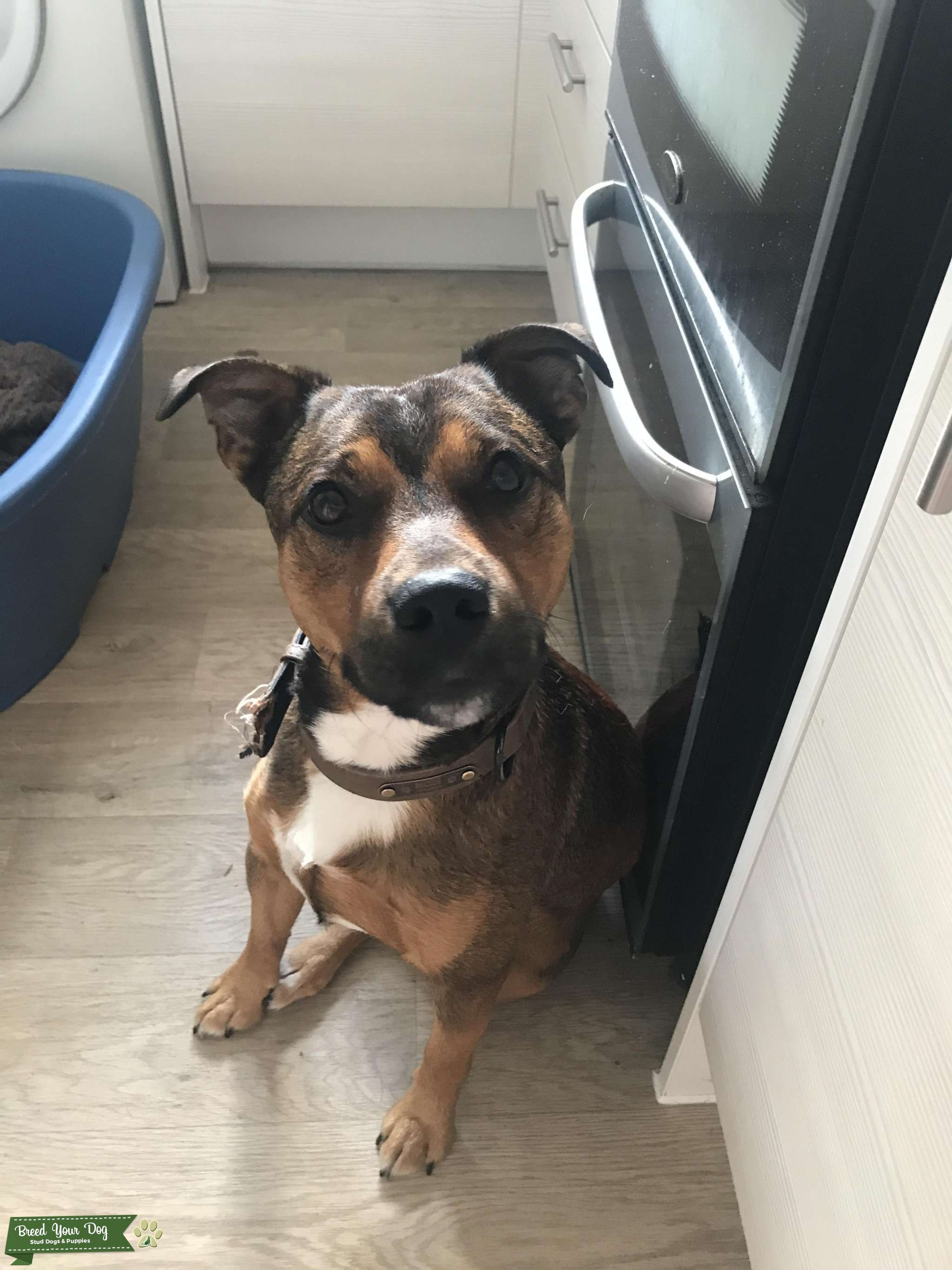 Staffy x Stud Dog in Lincolnshire , the United States Breed Your Dog