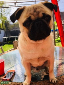 Pug fawn/ dad was all black  Listing Image