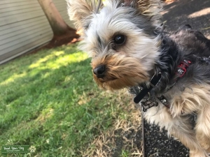 Yorkie Stud Listing Image