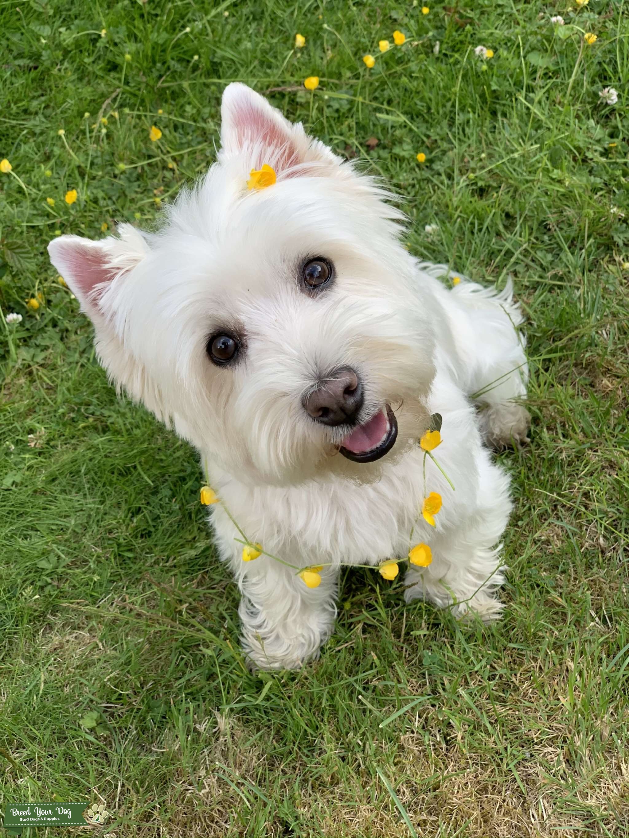 West Highland White Terrier Stud Dog in Enfield, United States Breed Your Dog