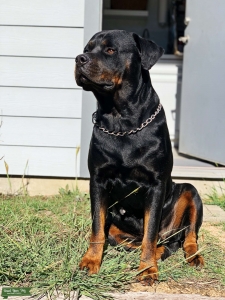 Rottweiler Stud Listing Image