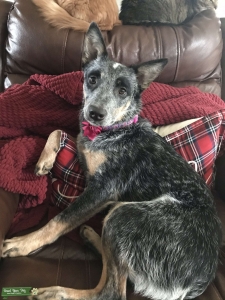 Looking for poodle stud Listing Image