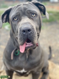 Neo Mastiff Blue Looking for a Male to breed a litter Listing Image