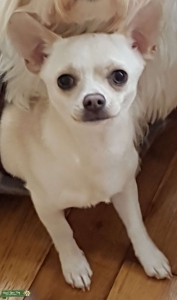 chihuahua stud near me