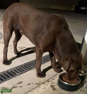 Chocolate Labrador Male Listing Image