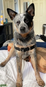 AKC Australian Cattle Dog (blue heeler) for stud Listing Image