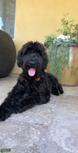 Whoodle Stud Listing Image