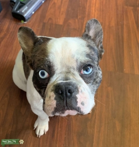 AKC French Bulldog Listing Image