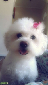White Curled Sweet Poodle Toy Listing Image