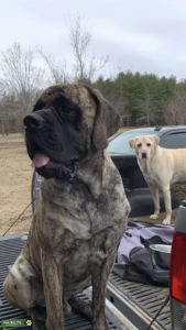 Reverse Brindle Mastiff  Listing Image