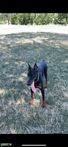 European Doberman Pinscher Listing Image