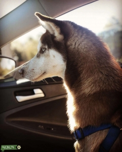 Siberian Husky  Listing Image