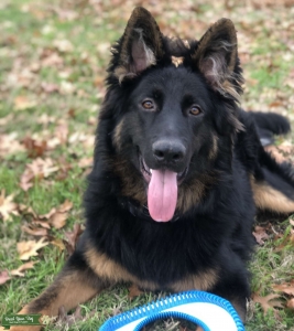 Axel GSD Listing Image
