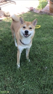 Red Shiba Inu Stud female Listing Image