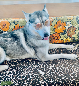 Beautiful Girl Husky looking for a Boyfriend  Listing Image