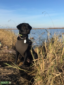 Looking for mate Listing Image