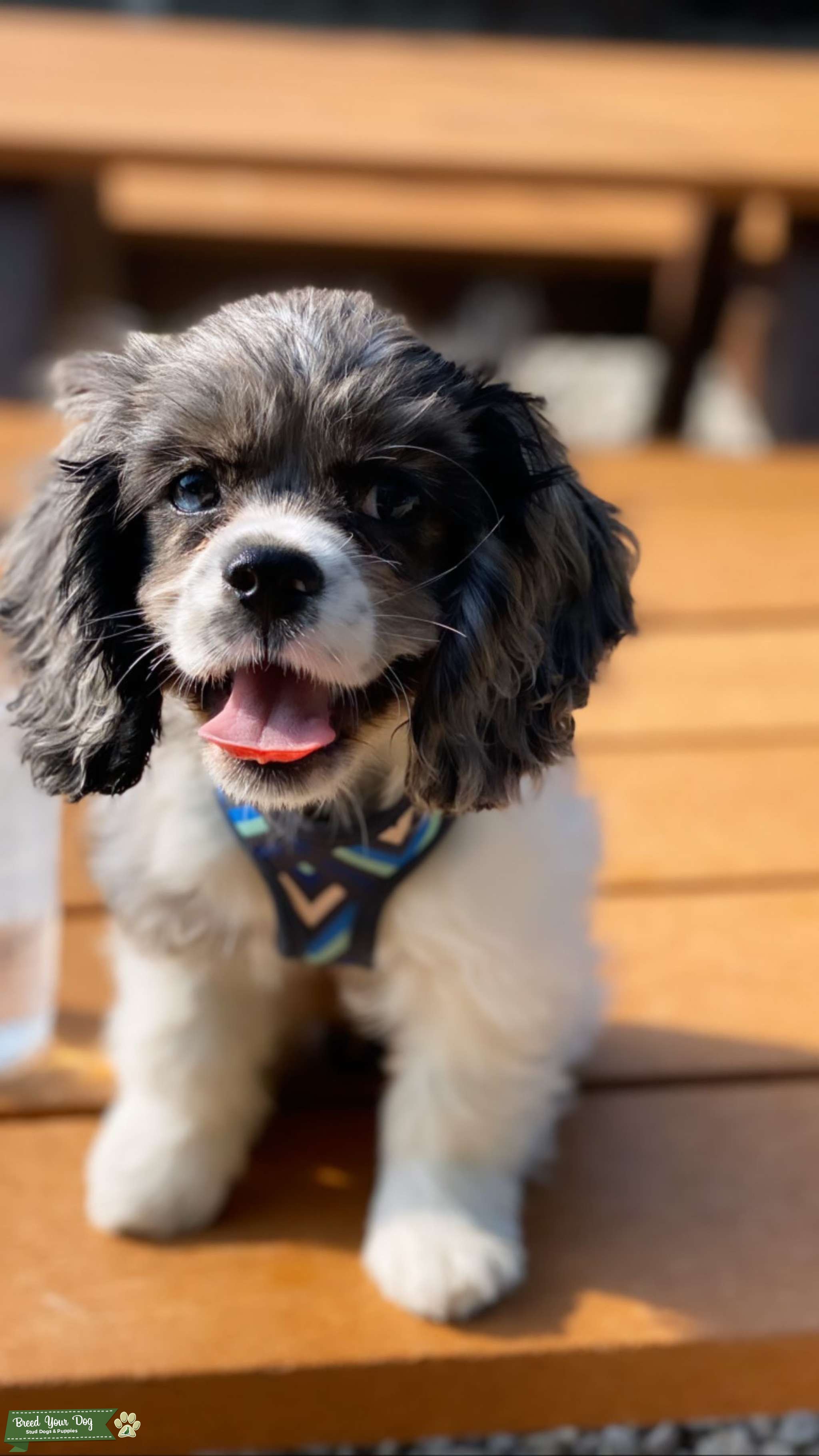 speckled cocker spaniel