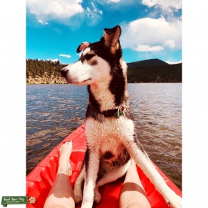 Goberian (Husky/Golden Mix) looking for Stud Listing Image