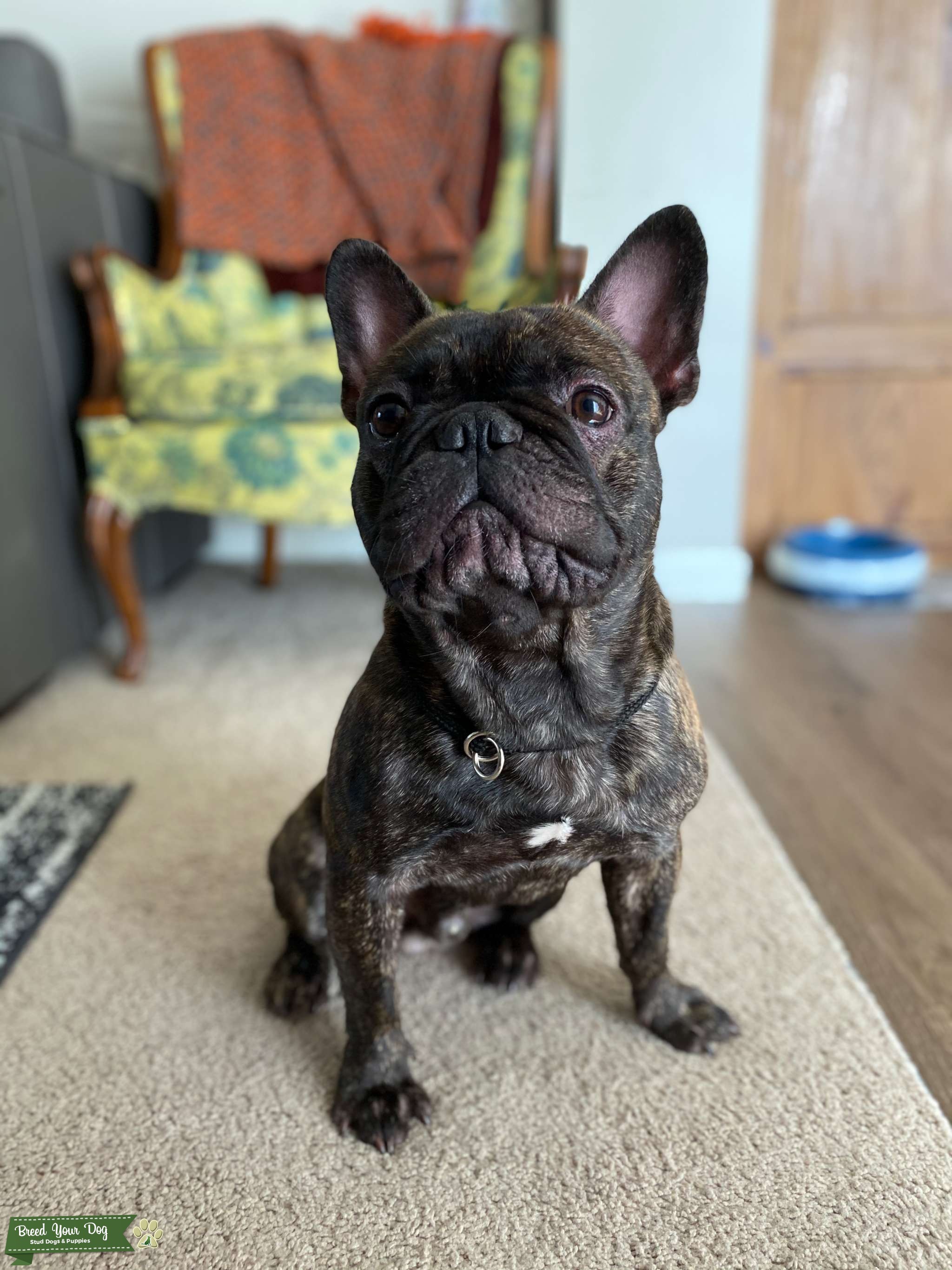 AKC Registered French Bulldog Stud Dog in Ohio, the United States