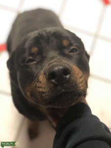 Rottweiler Listing Image