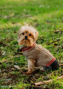 Yorkie Stud Listing Image