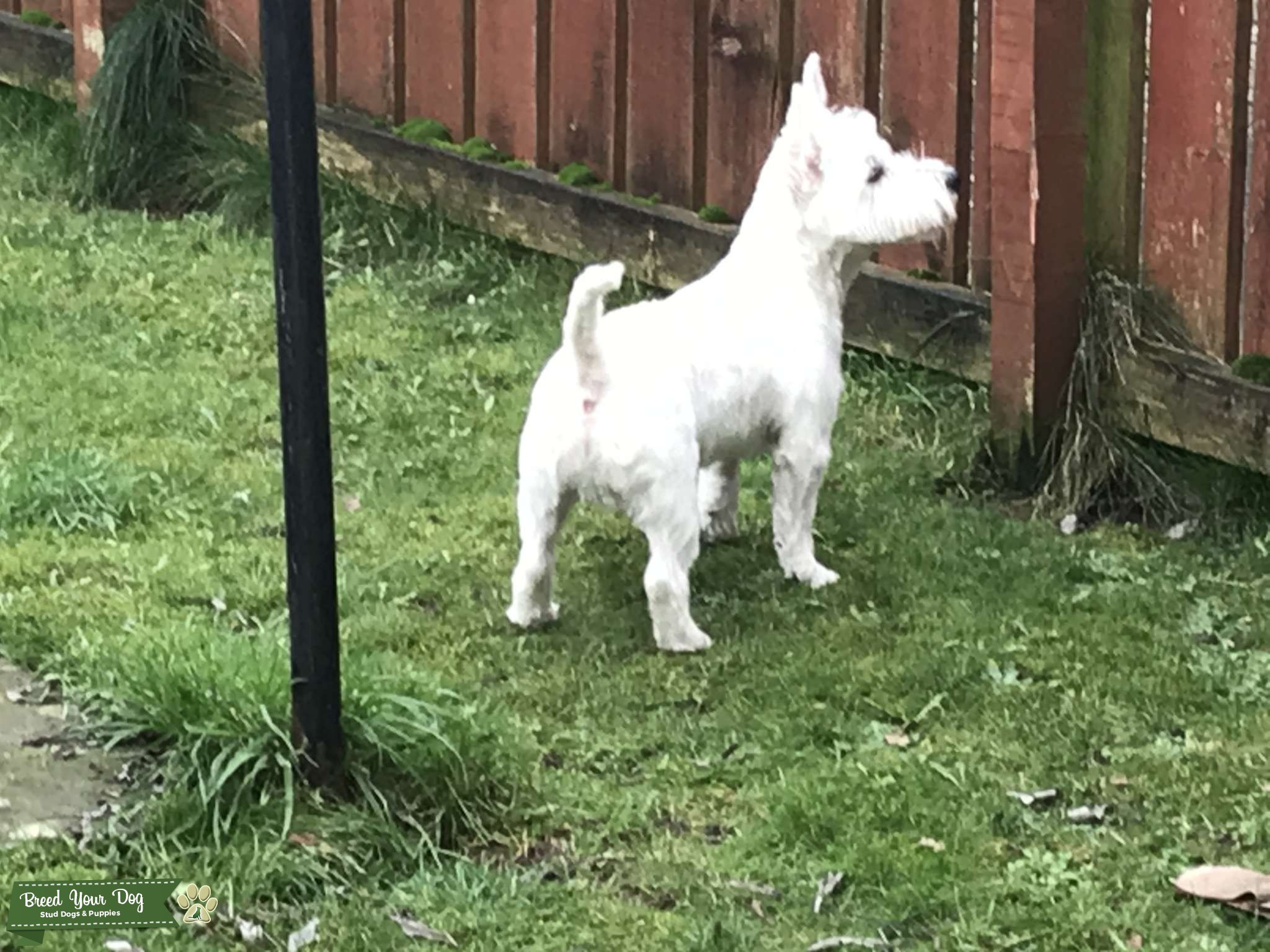 West highland terrier very good natured o love kids does plenty of