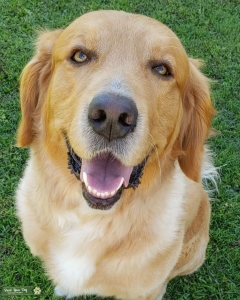 Dino has a beautiful Gold color his eyes are yellow gem he is a very intelligent, sociable and docile dog he enjoys going to the park and loves swim on the beach. Listing Image