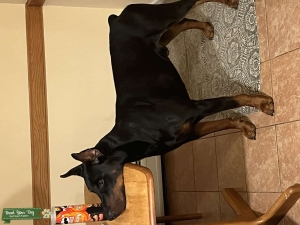 Doberman Stud Listing Image