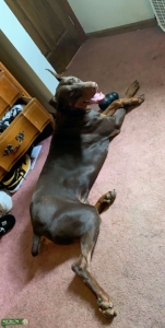 Doberman Pinscher Stud Listing Image