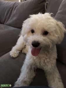 Happy and Friendly Maltipoo Stud  Listing Image