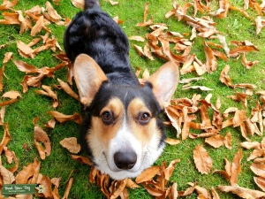 Pedigree Welsh Corgi Cardigan Listing Image