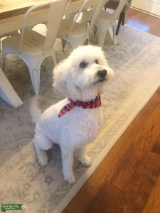 Standard Poodle Listing Image