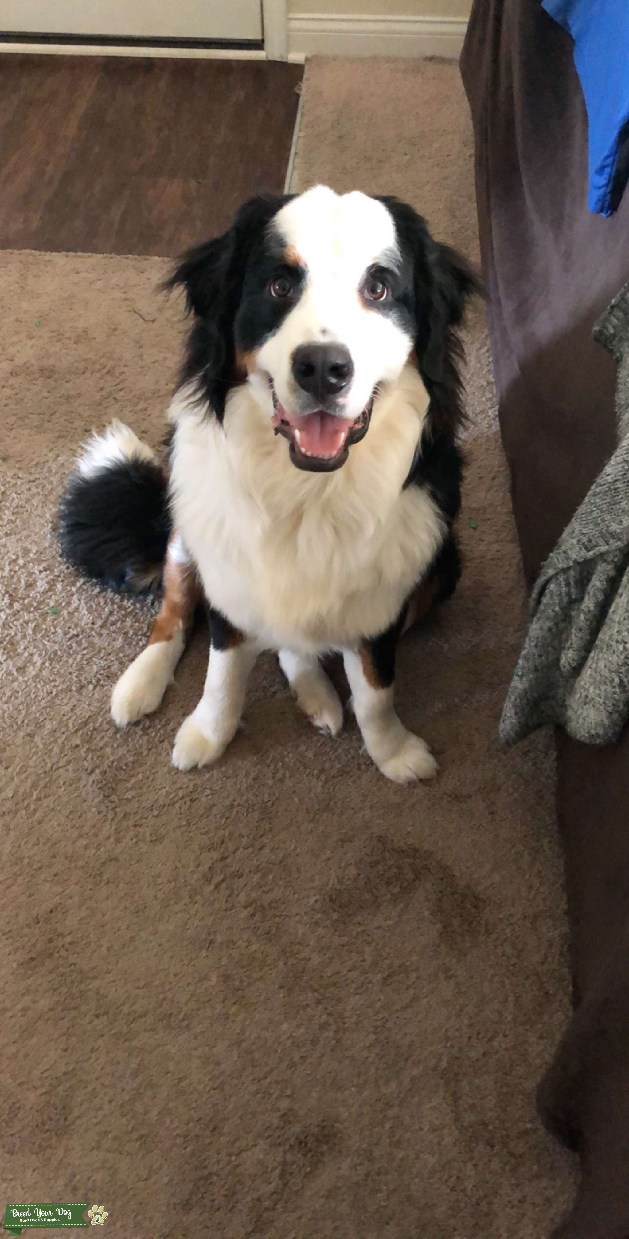 Purebred Bernese Mountain Dog Stud Dog in Indiana, the United States